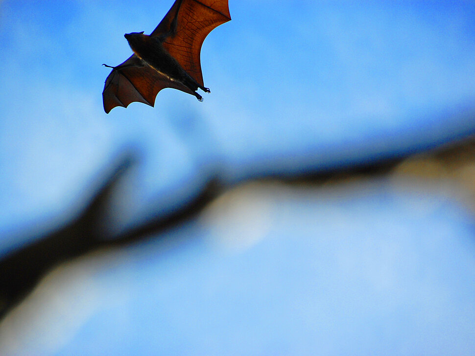 Fledermauswanderung - kleinen Vampiren auf der Spur