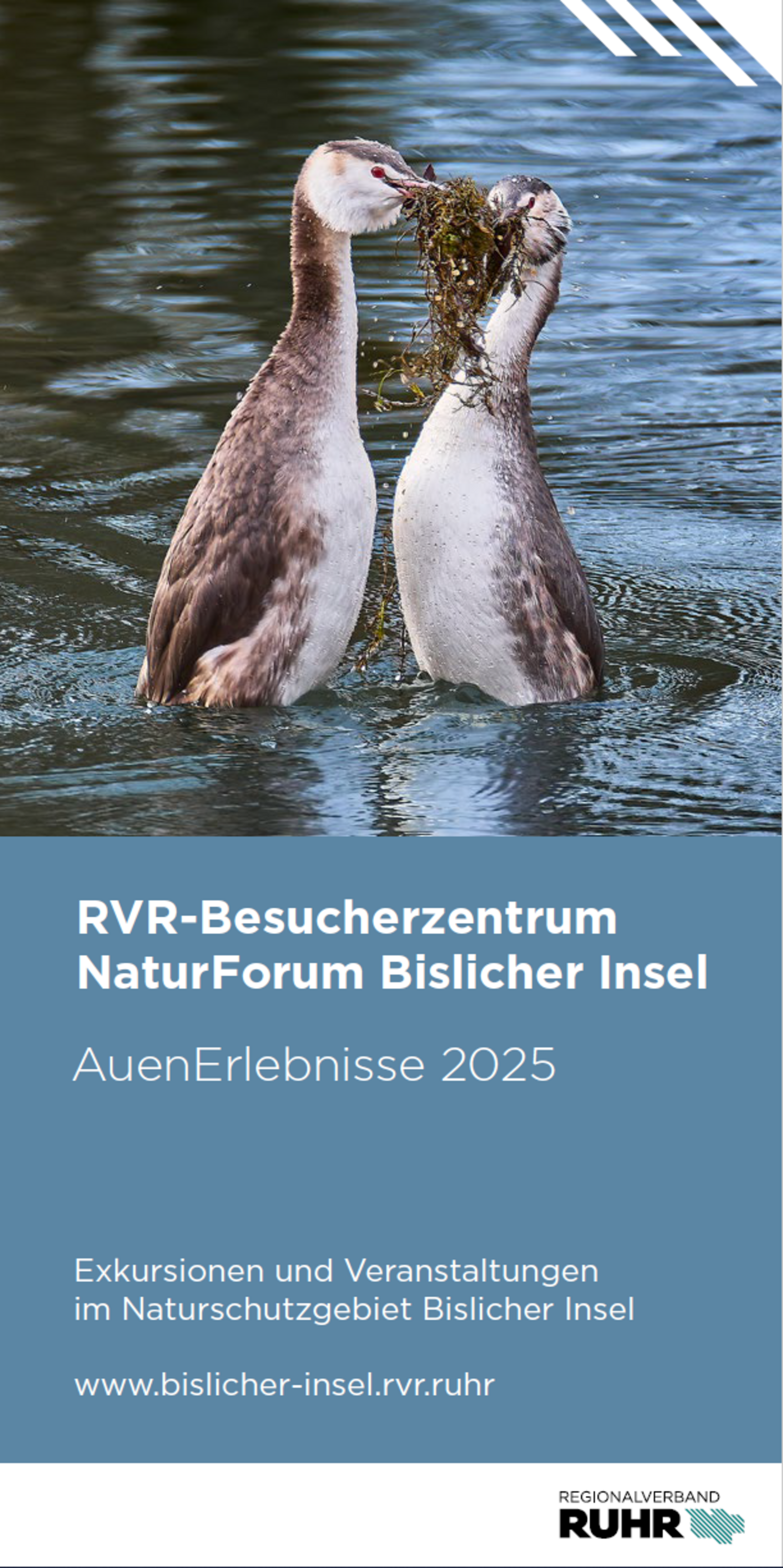 Jahresprogramm 2025 NaturForum Bislicher Insel