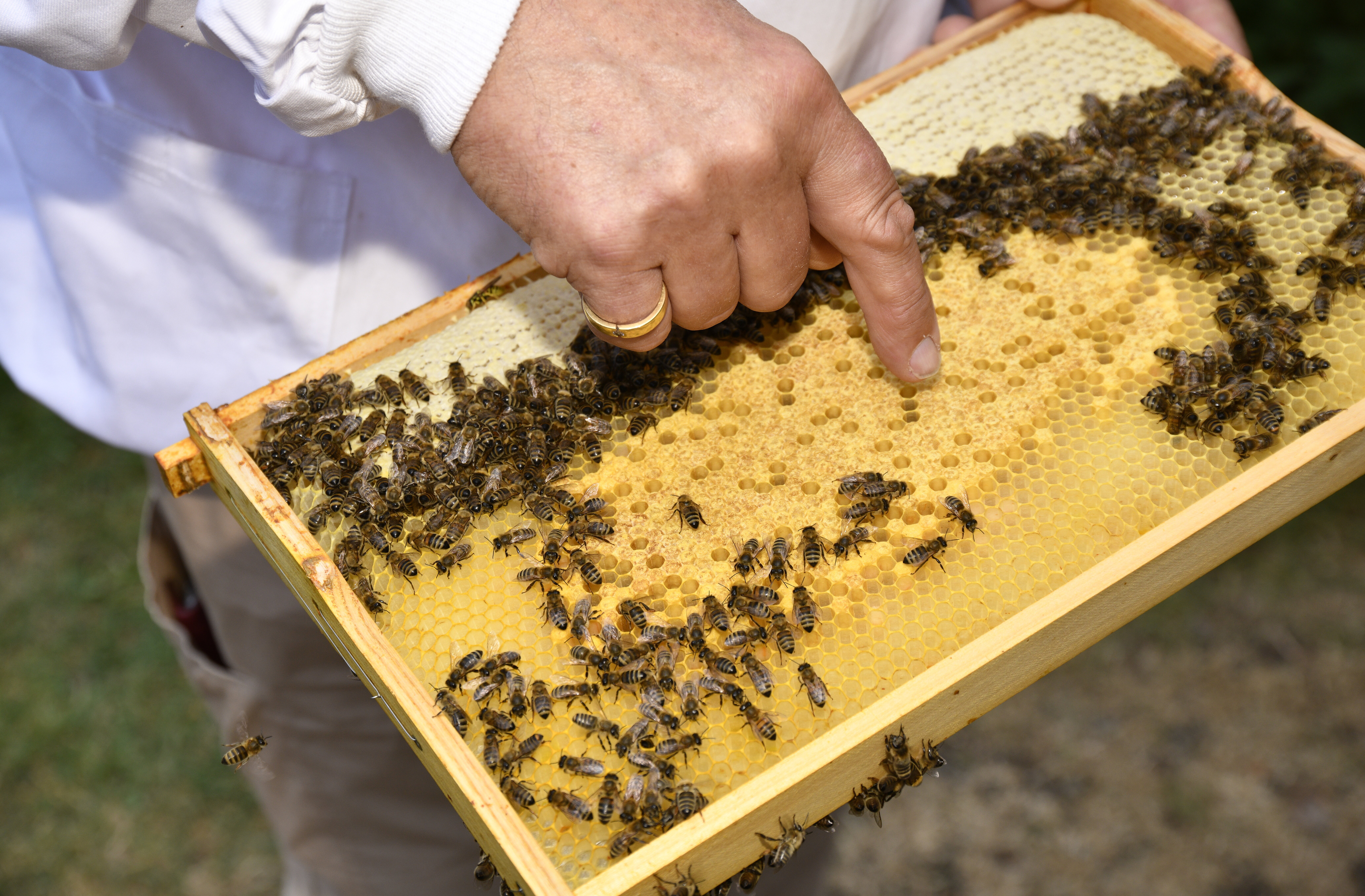 Imker zeigt Bienenwaben