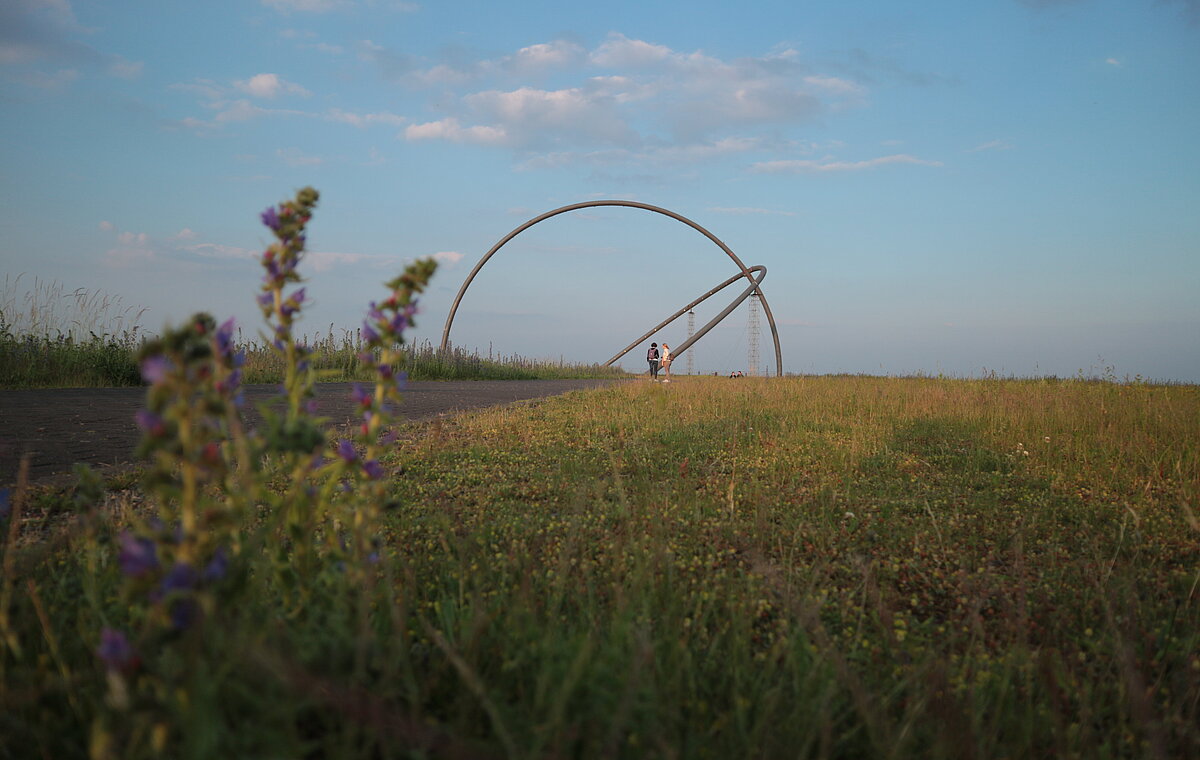 Im Hintergrund das Horizontobservatorium auf der Halde Hoheward, im Vordergrund Pflanzen. 