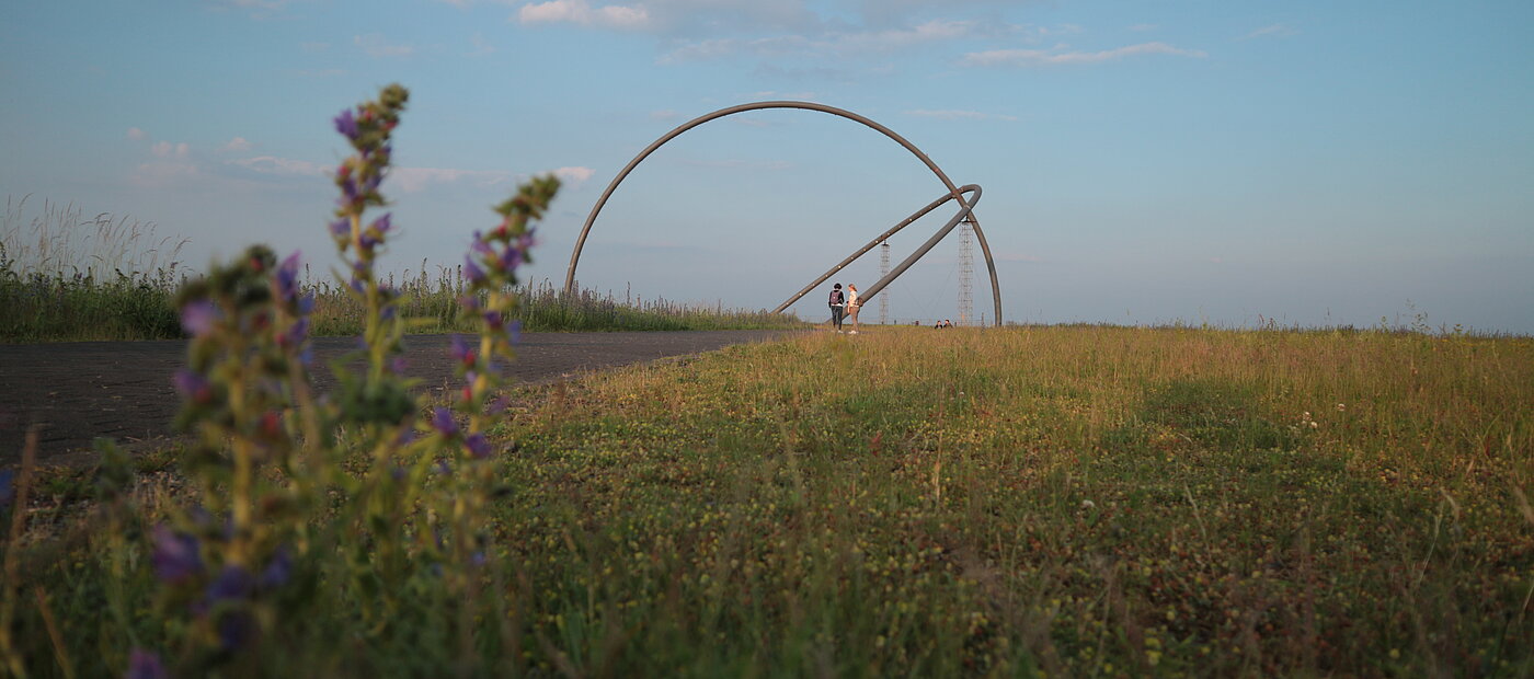 Im Hintergrund das Horizontobservatorium auf der Halde Hoheward, im Vordergrund Pflanzen. 