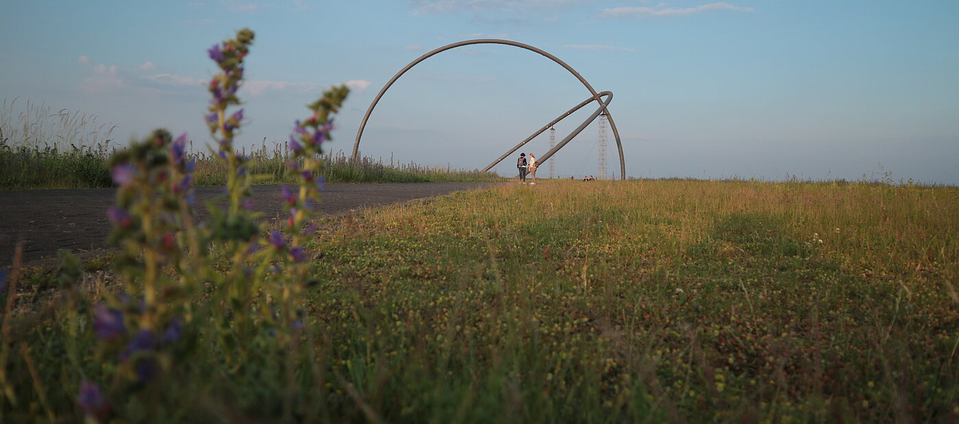 Im Hintergrund das Horizontobservatorium auf der Halde Hoheward, im Vordergrund Pflanzen. 