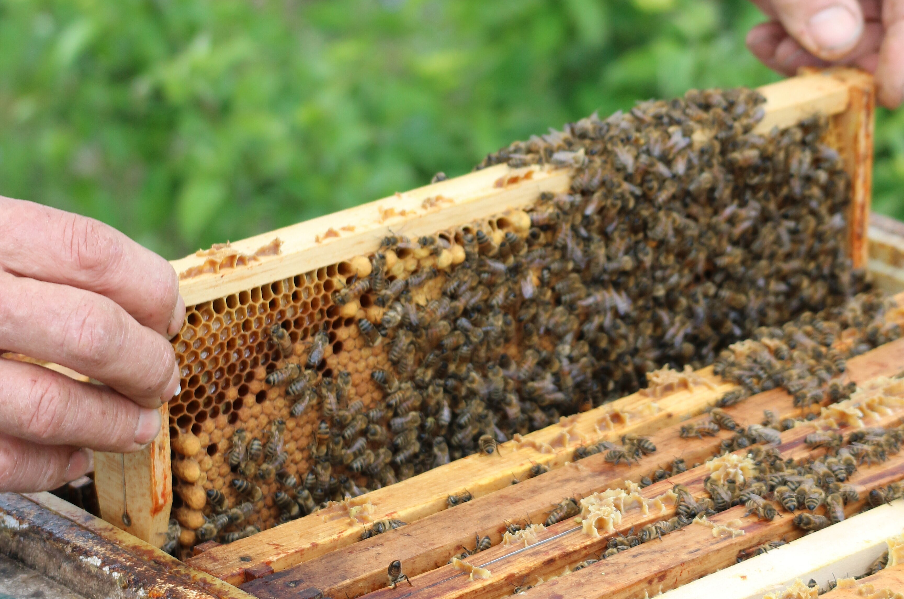 Hoheward-Imker zeigt Bienenvolk auf der Halde