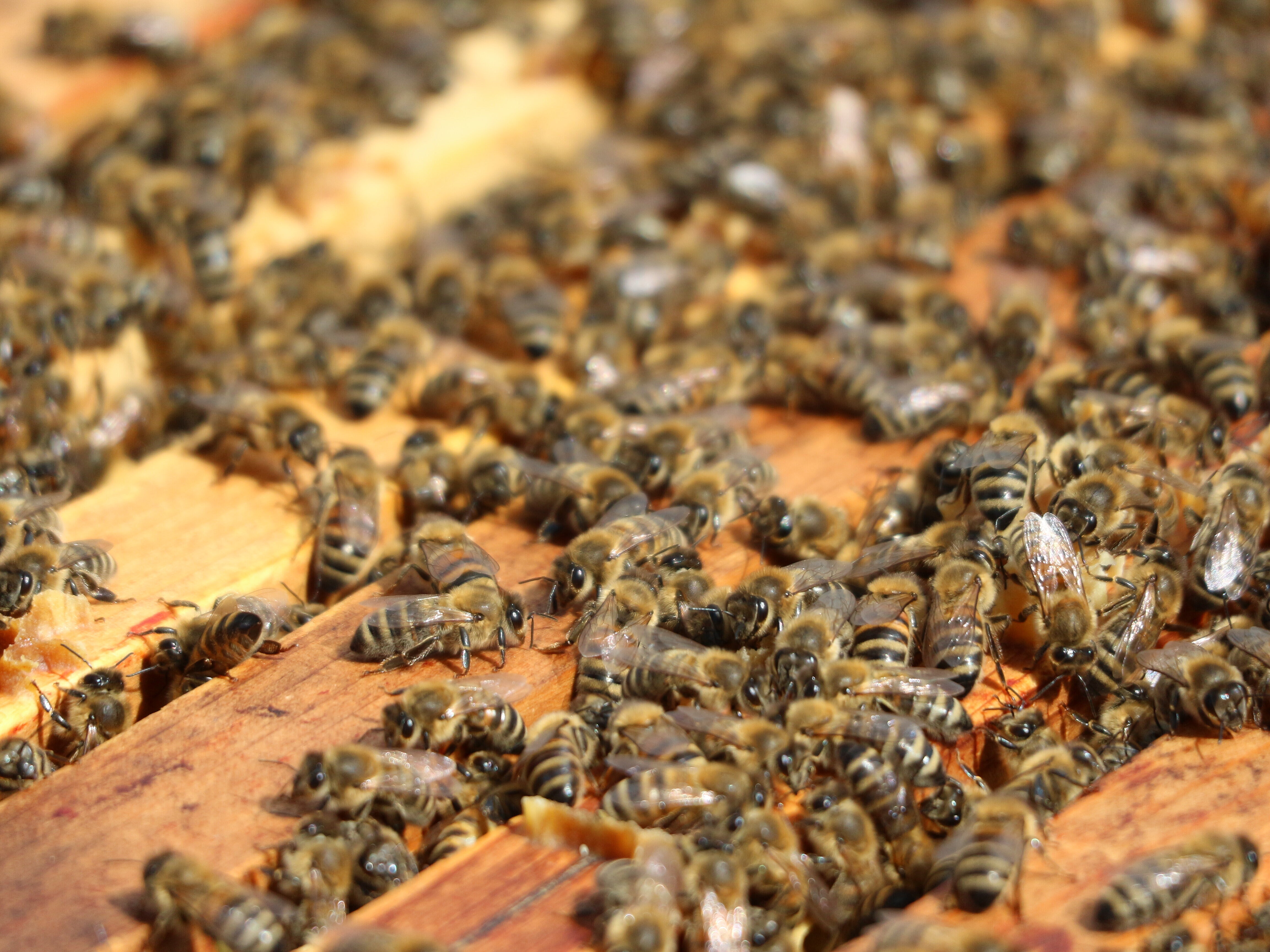 Nahaufnahme eines Hoheward-Bienenvolkes