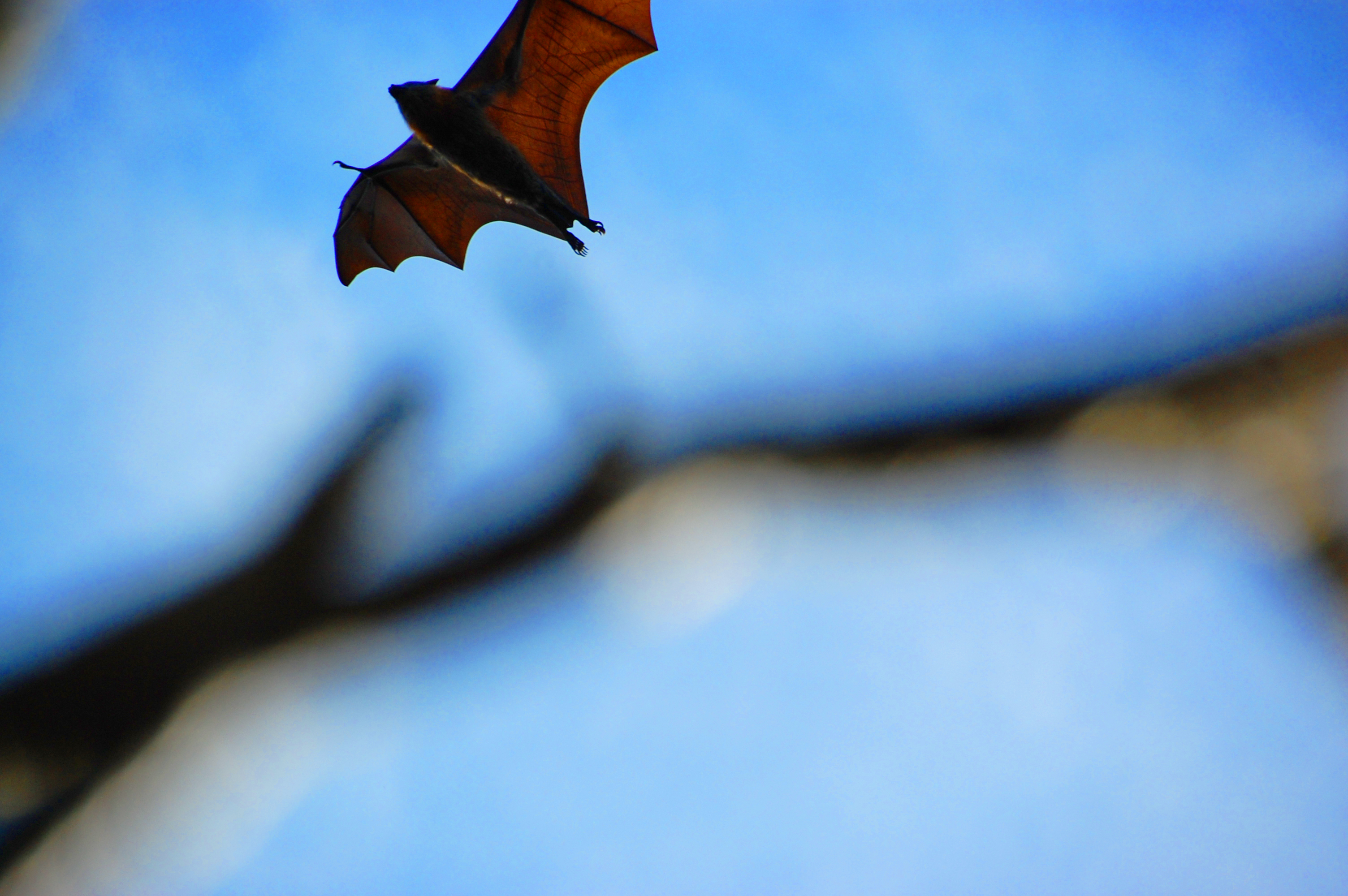 Fledermauswanderung - kleinen Vampiren auf der Spur Fledermauswanderung - kleinen Vampiren auf der Spur
